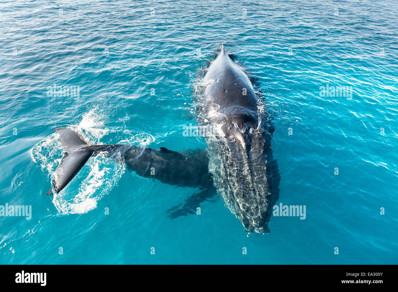 Humpback whales (Megaptera novaeangliae) mother and calf, Hervey Bay, Queensland, Australia, Pacific Stock Photo