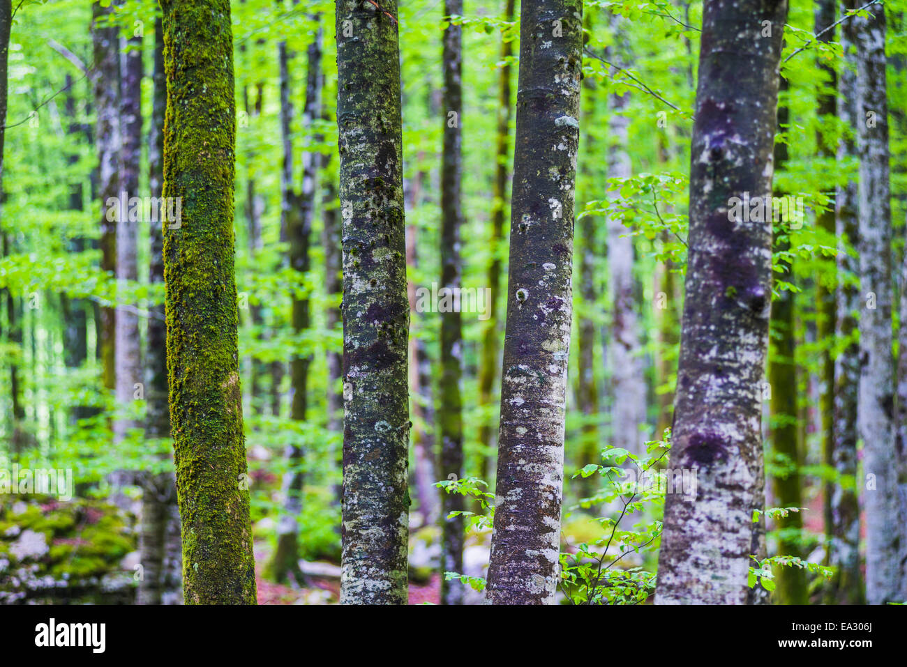 Pine forest at Lake Bohinj, Triglav National Park, Julian Alps, Slovenia, Europe Stock Photo
