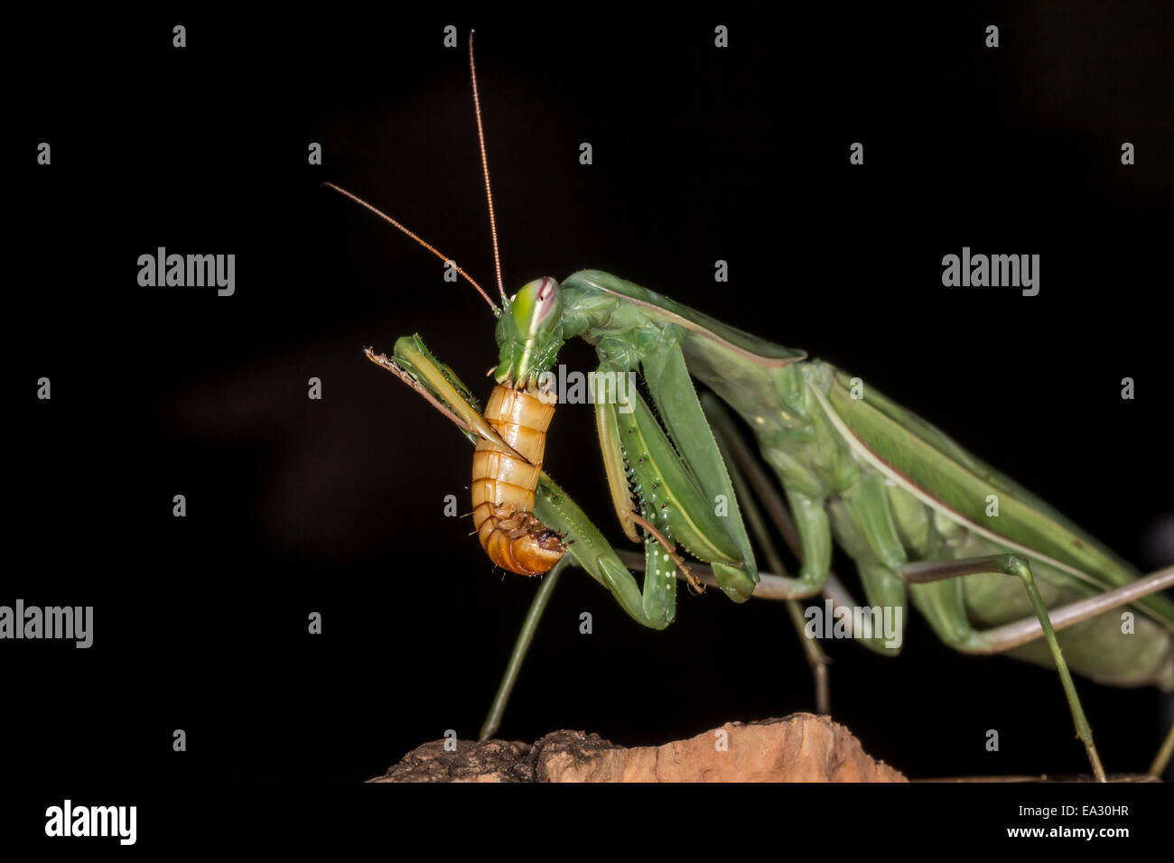 Photograph of a praying mantis feeding on a meal worm Stock Photo Alamy