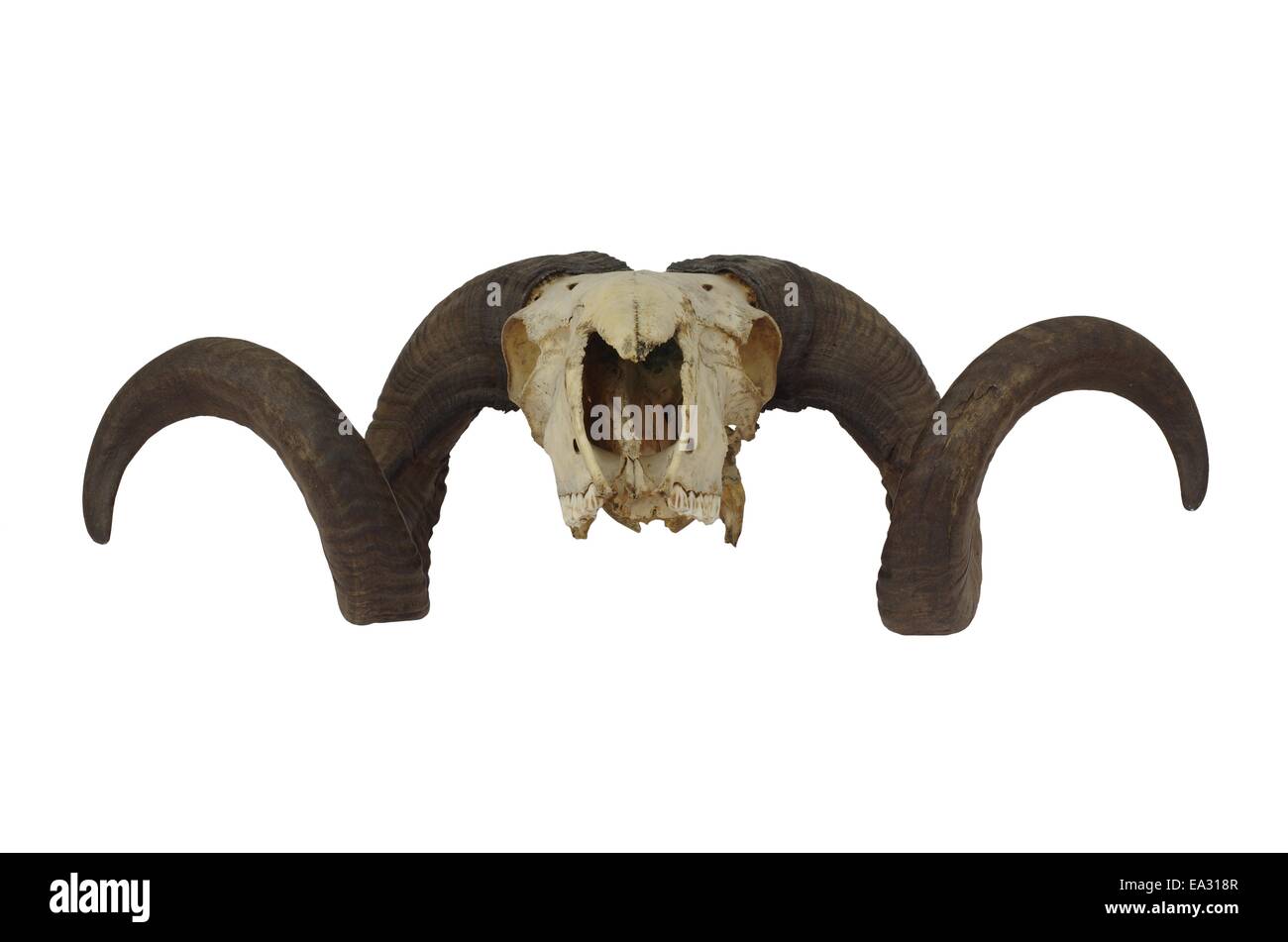 ram skull with big horn isolated on white background Stock Photo