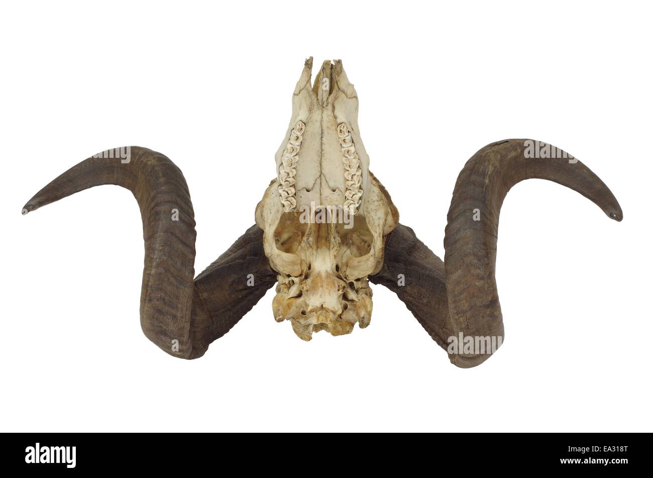 ram skull with big horn isolated on white background Stock Photo