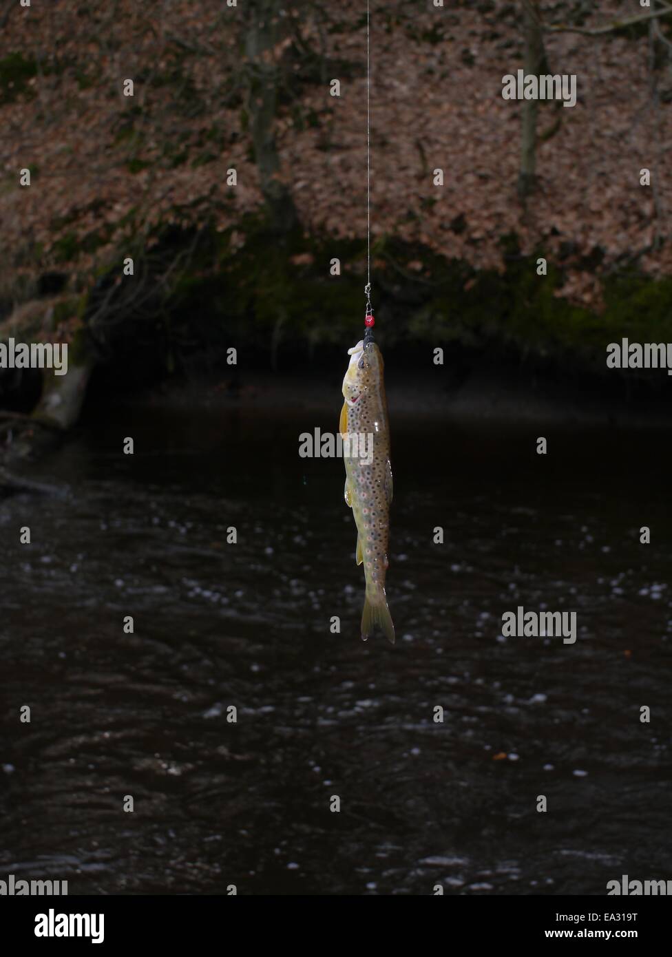 stream trout on fishingrod on forest background Stock Photo Alamy