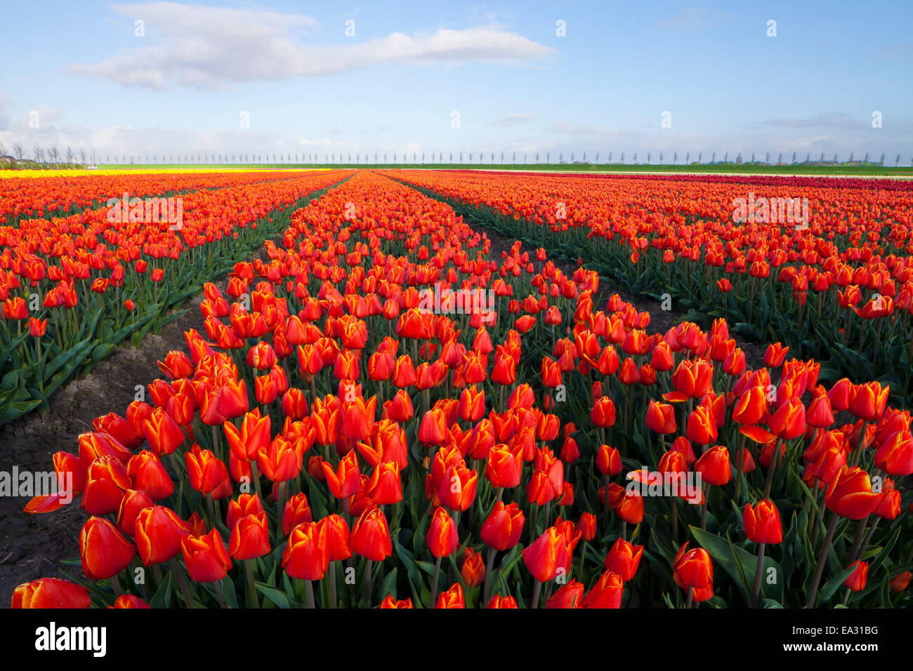 Rows of orange tulips, North Holland, Netherlands, Europe Stock Photo