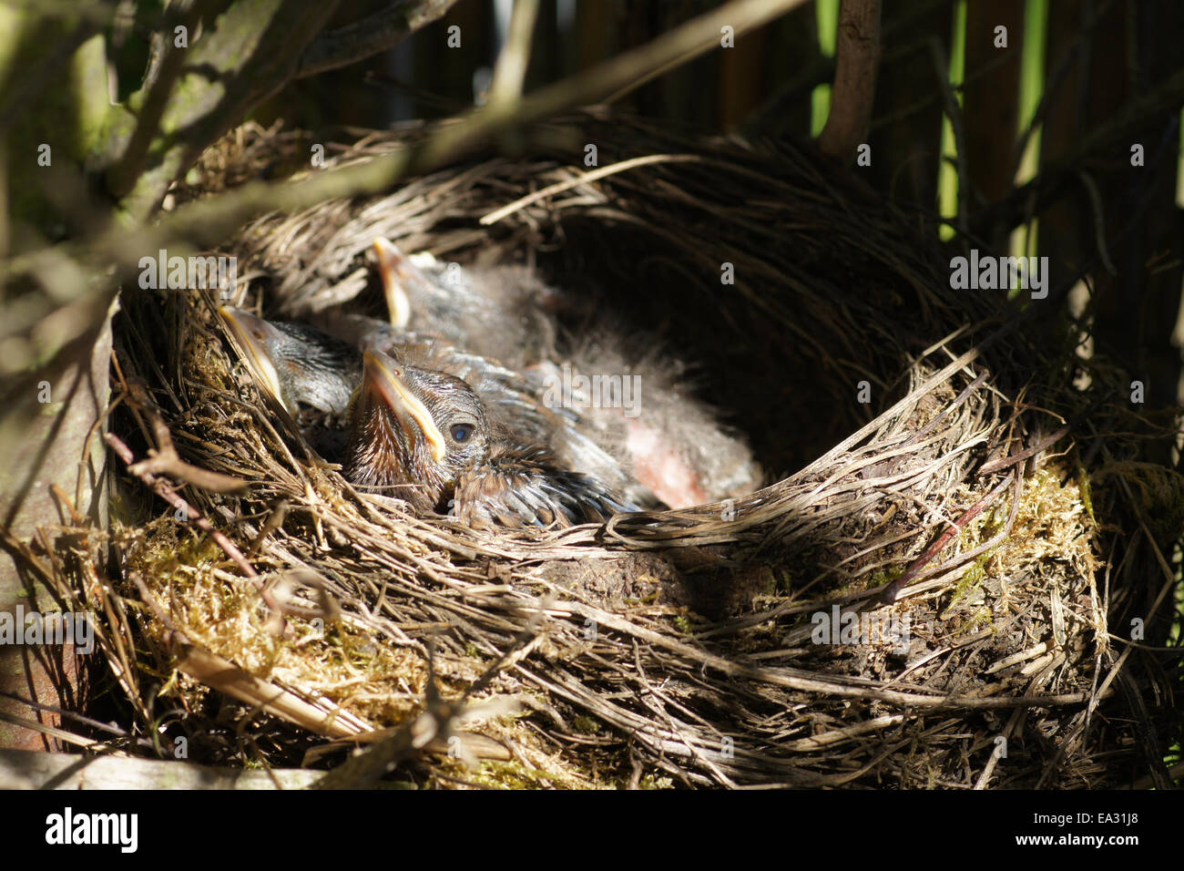 Young blackbirds Stock Photo