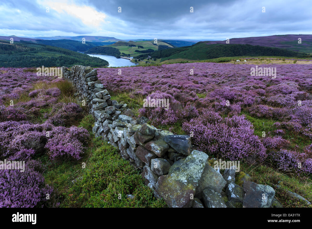 Heather covered Bamford Moor, dry stone wall and Ladybower Reservoir at dawn in summer, Peak District, Derbyshire, England, UK Stock Photo