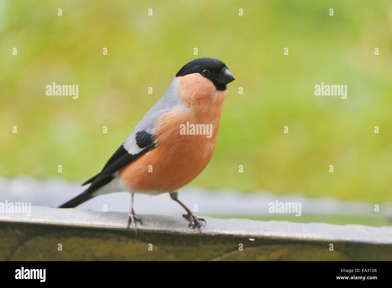 Eurasian Bullfinch Stock Photo