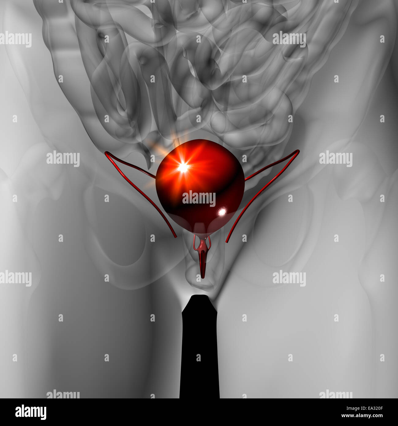 Bladder - Male anatomy of human organs - x-ray view Stock Photo - Alamy
