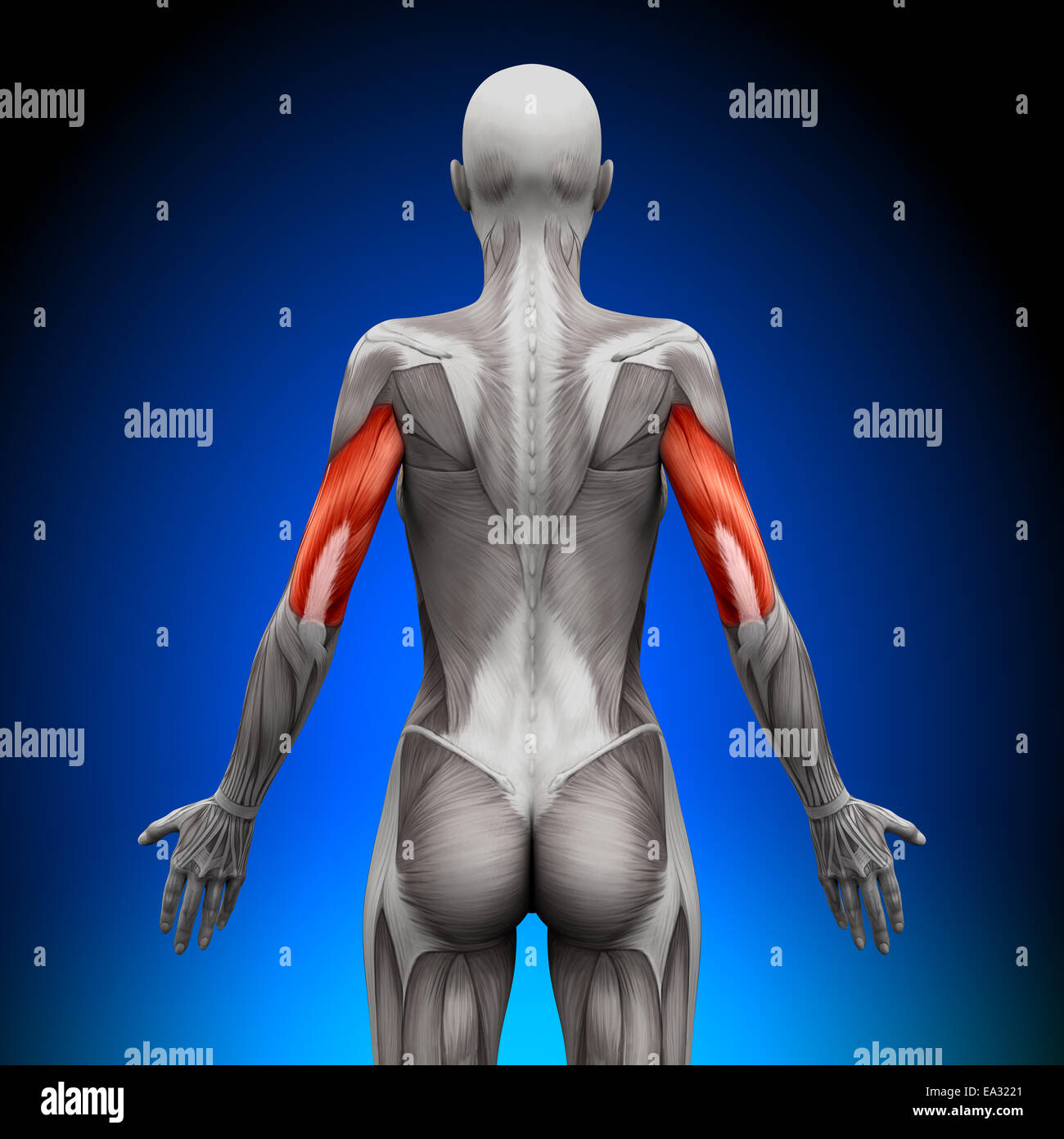 Triceps - Female Anatomy Muscles Stock Photo - Alamy