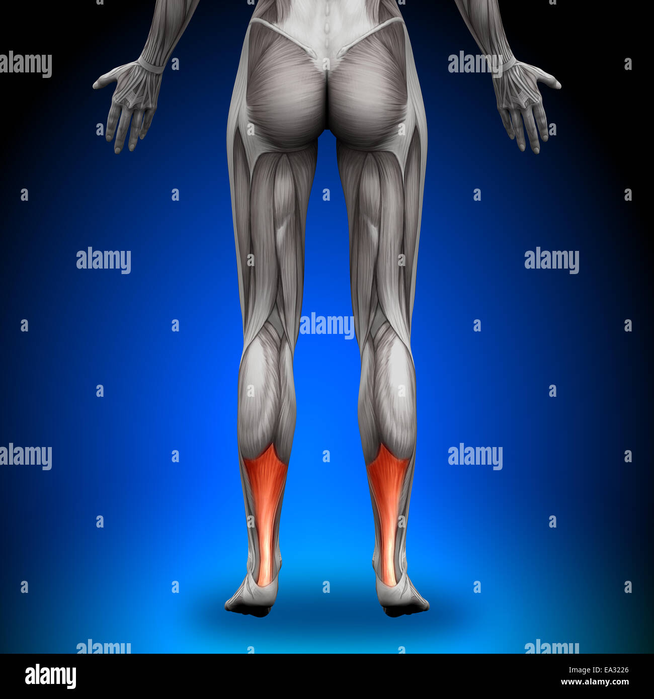 Abdominal muscles diagram hi-res stock photography and images - Alamy