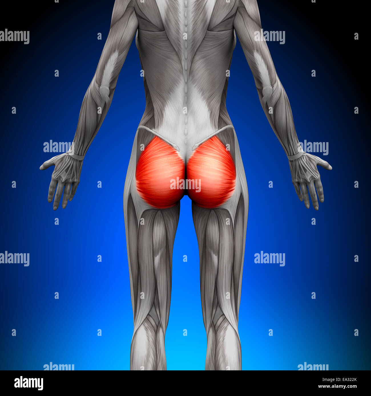 Gluteus maximus hi-res stock photography and images - Alamy
