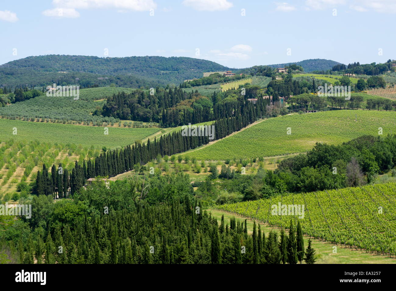 Vineyards and cypress trees, Chianti region, Tuscany, Italy, Europe Stock Photo