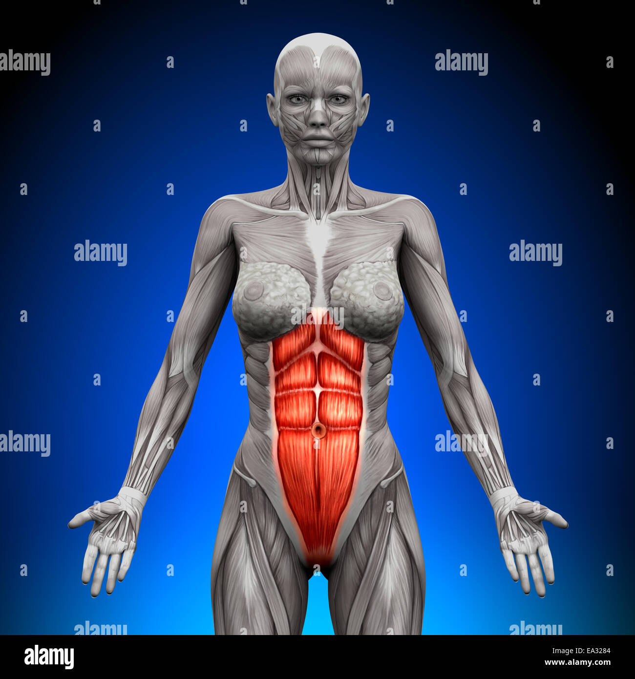 Abs - Female Anatomy Muscles Stock Photo - Alamy
