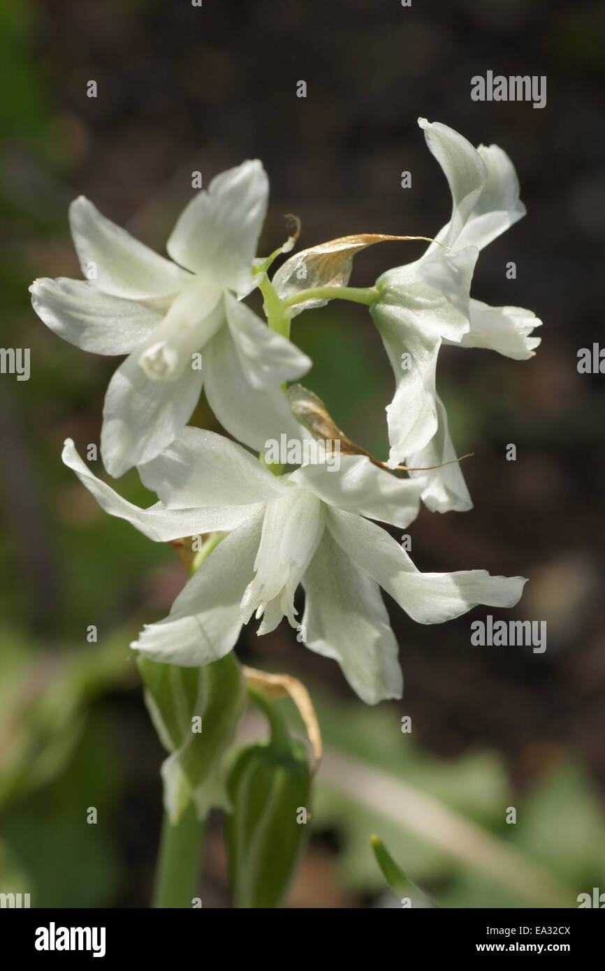 Star of bethlehem Stock Photo