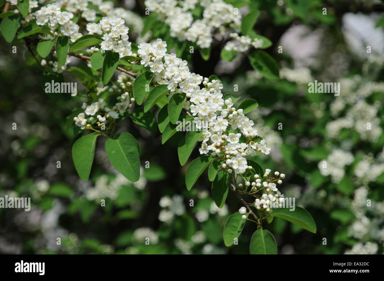 Cotoneaster multiflorus hi-res stock photography and images - Alamy