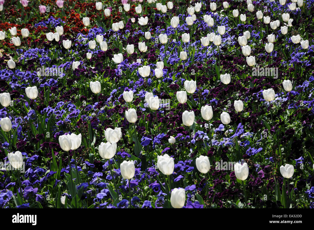 Tulips and pansies Stock Photo