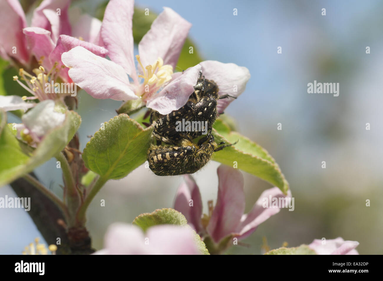 Apple pollen hi-res stock photography and images - Alamy