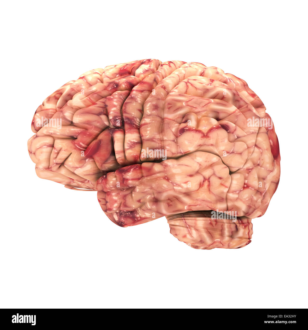 Anatomy Brain - Side View Isolated on White Stock Photo