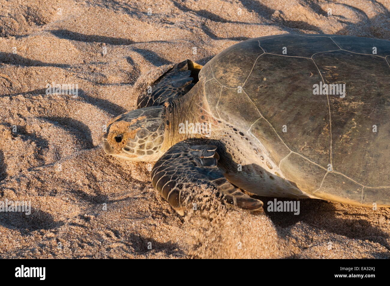 Green turtle, Ras Al Jinz, Oman. Stock Photo