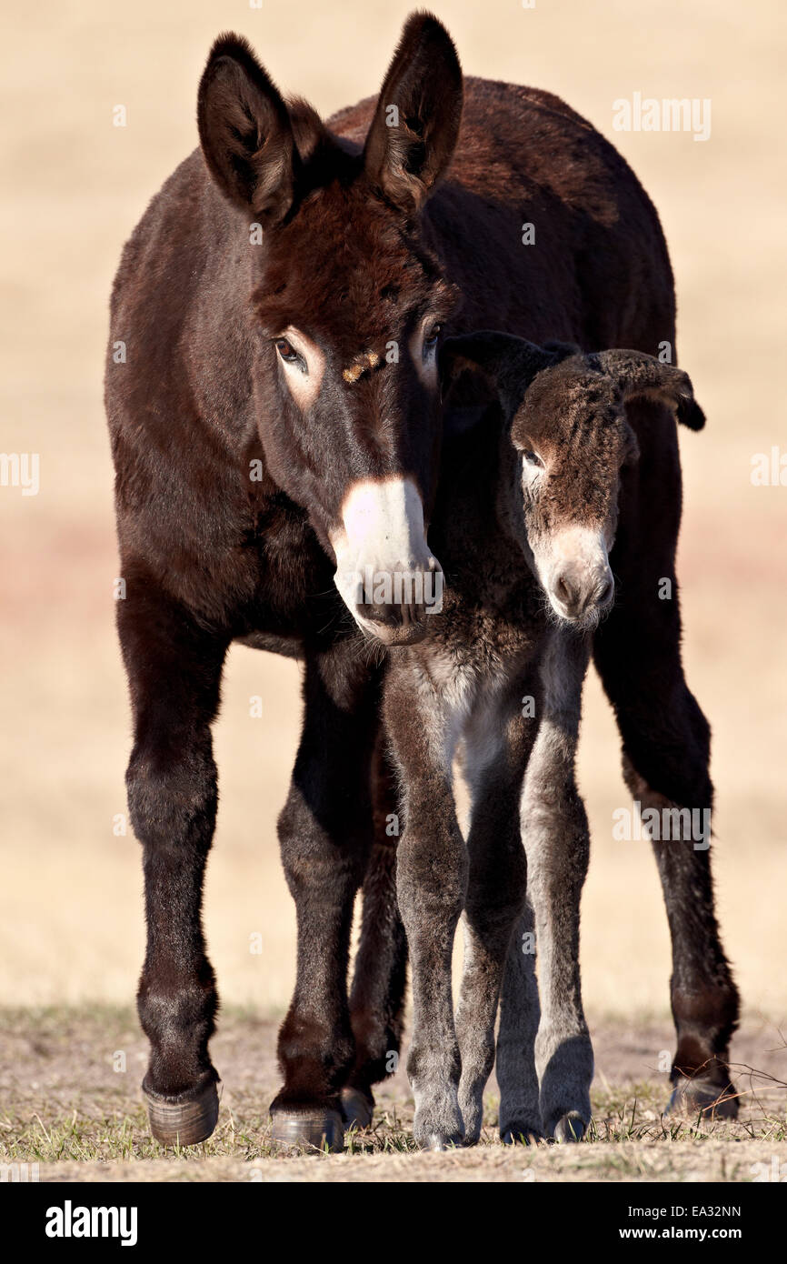 Wild Burro (donkey) (Equus asinus (Equus africanus asinus) jenny and foal, Custer State Park, South Dakota, USA Stock Photo
