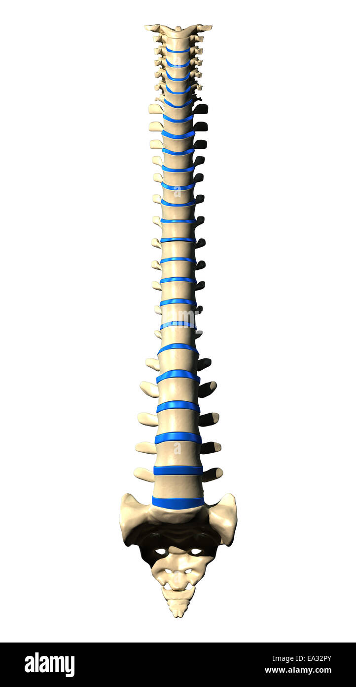 Spine Vertebrae - Anterior view / Front view Stock Photo