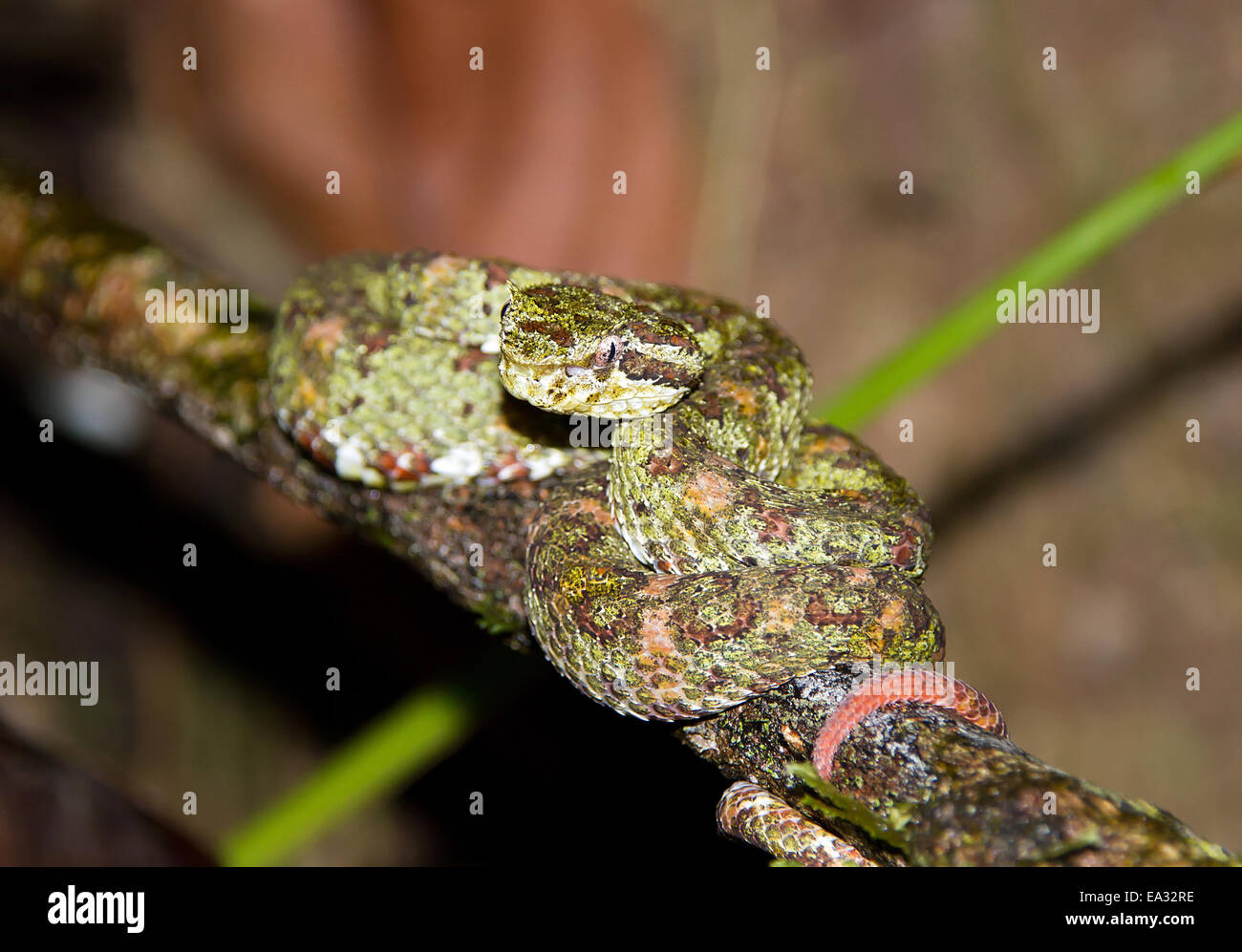 Eyelash palm pitviper  Smithsonian's National Zoo and Conservation Biology  Institute