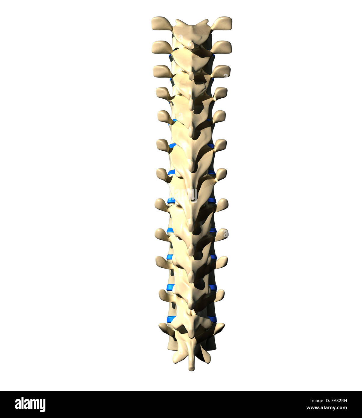 Thoracic Spine - Posterior view / Back view Stock Photo