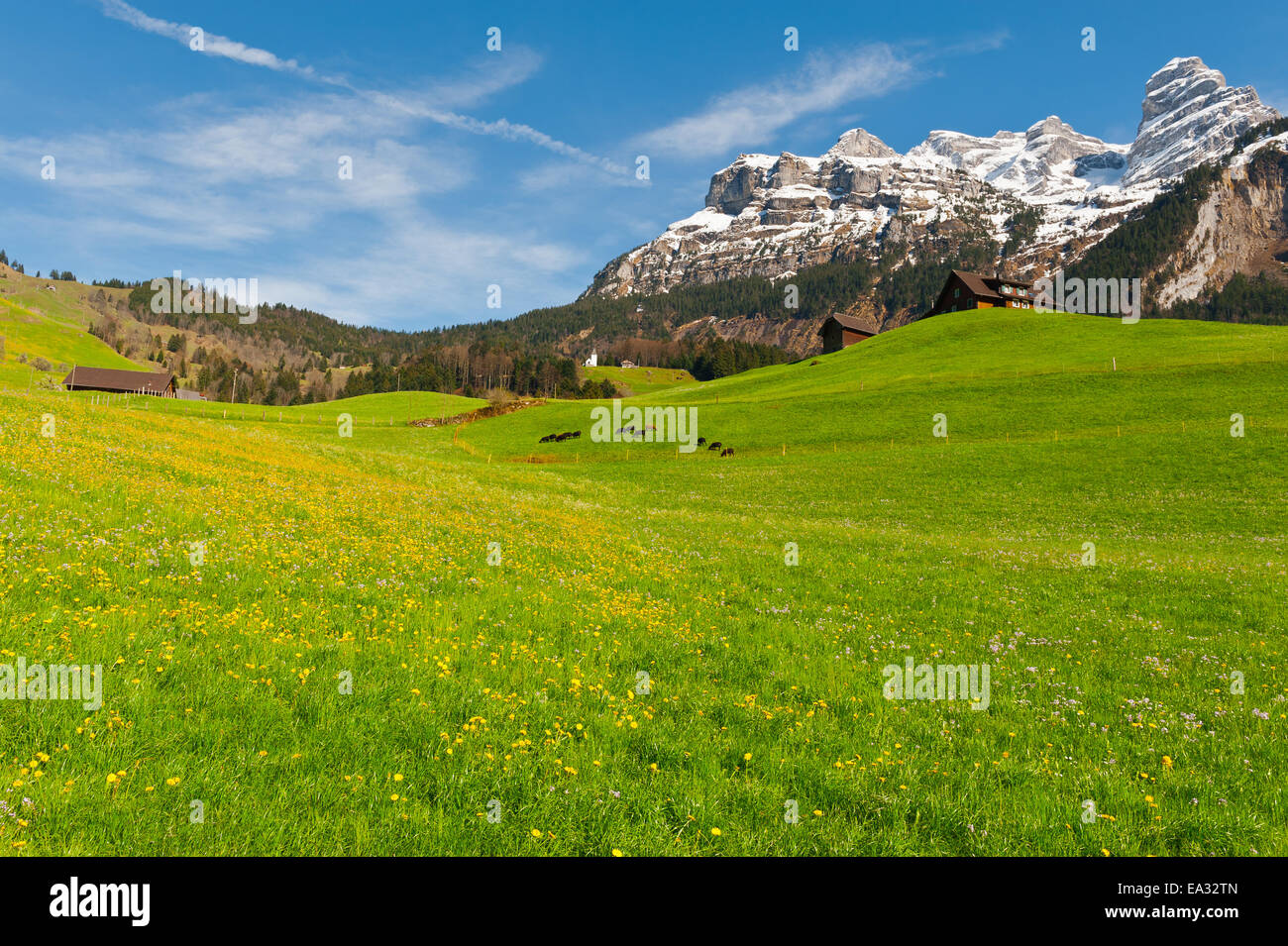 Grazing Goats Stock Photo