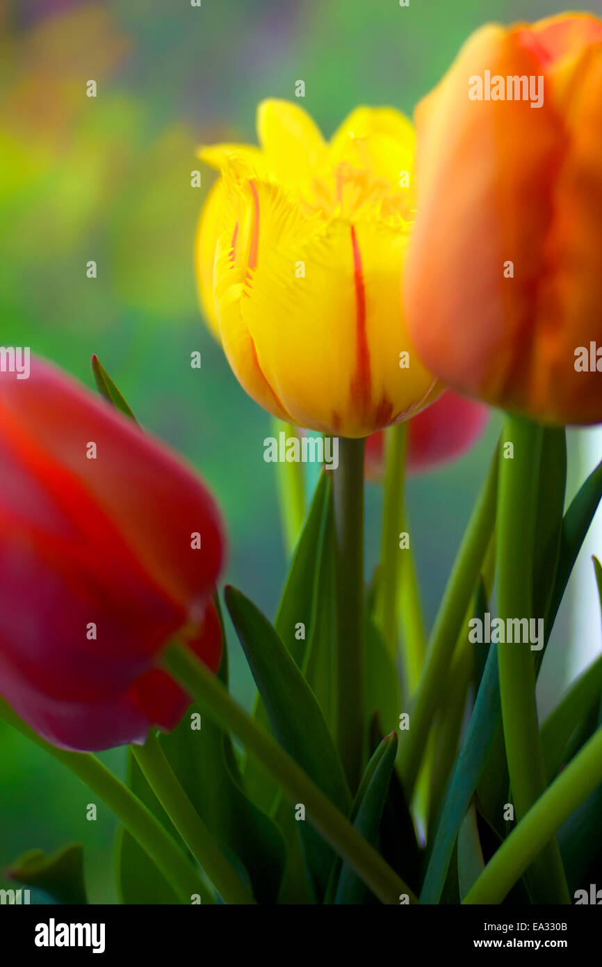 Colorful tulips Stock Photo