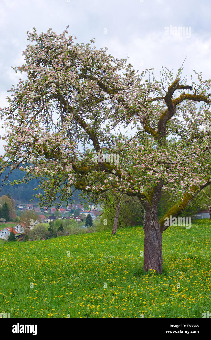 Spring in black forest Stock Photo