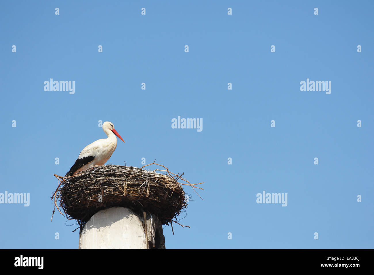 Stork perches in his nest Stock Photo