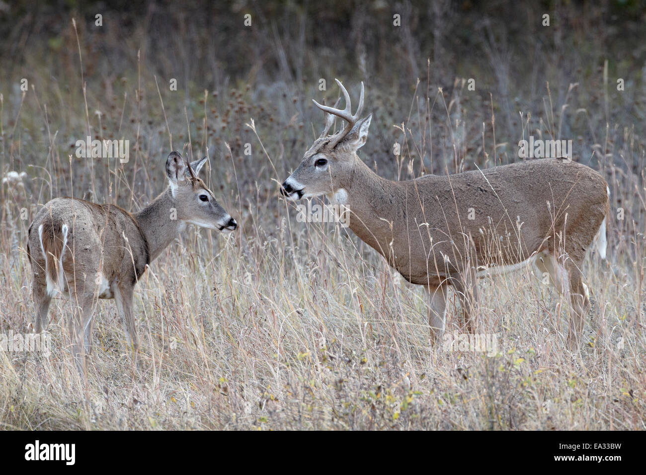 Two whitetailed deer (whitetail deer) (Virginia deer) (Odocoileus