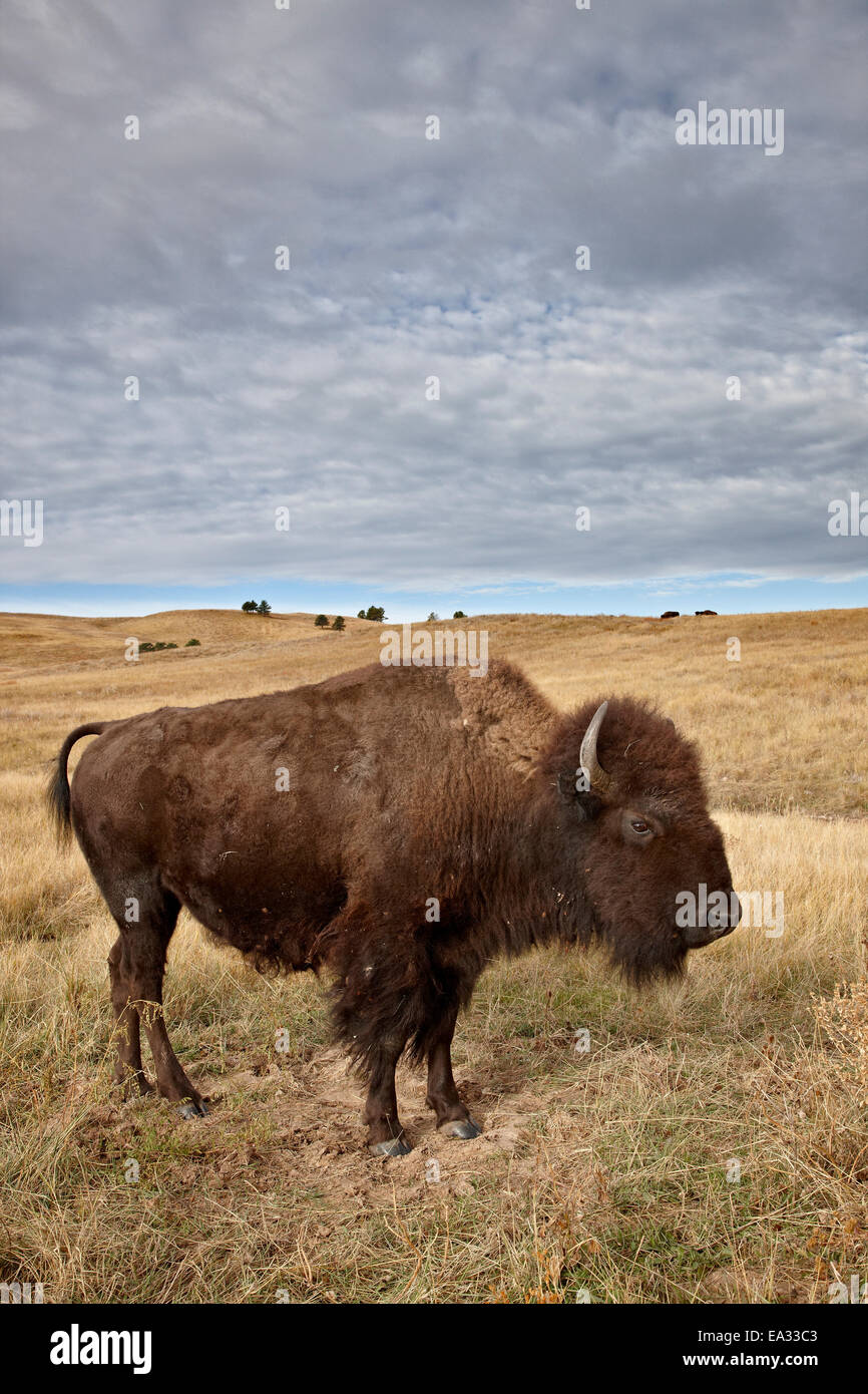 Bison (Bison bison) cow, Custer State Park, South Dakota, United States of America, North