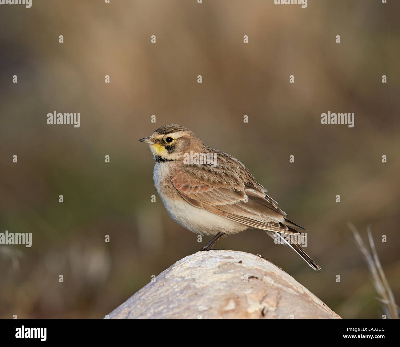 State bird of utah hi-res stock photography and images - Alamy