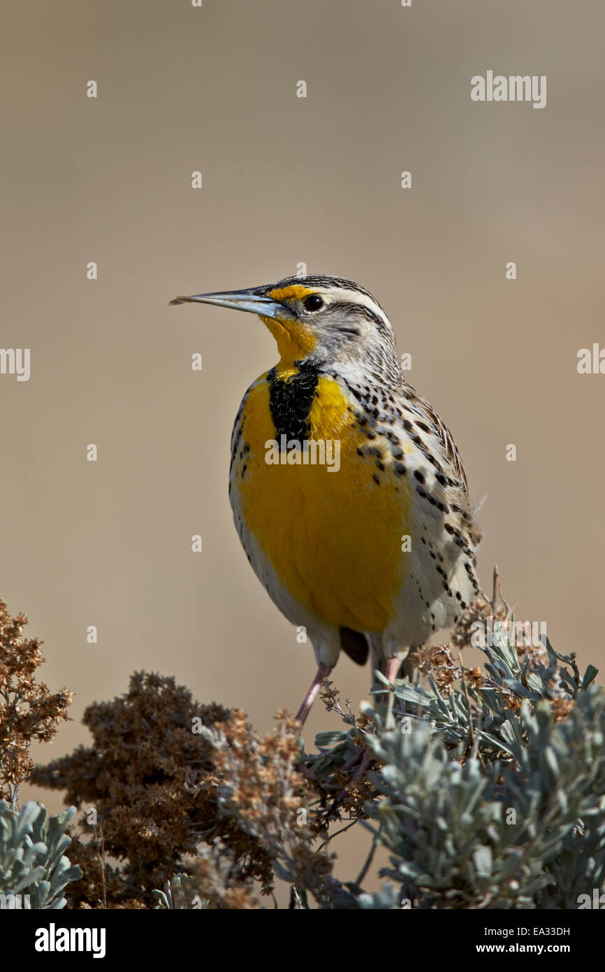 Western Meadowlark (Sturnella neglecta), Antelope Island State Park, Utah, United States of America, North America Stock Photo