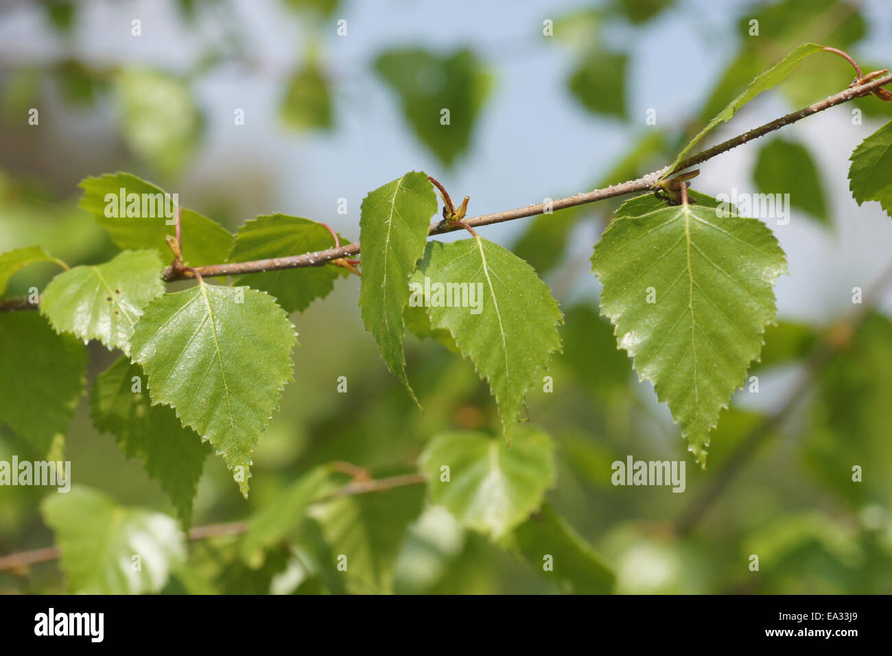 Silver Birch Leaves High Resolution Stock Photography And Images Alamy Silver Birch Leaves High Resolution Stock Photography And Images Alamy