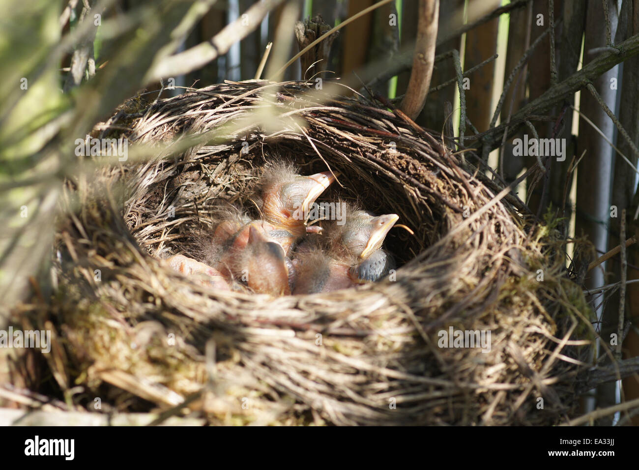 Young blackbirds Stock Photo