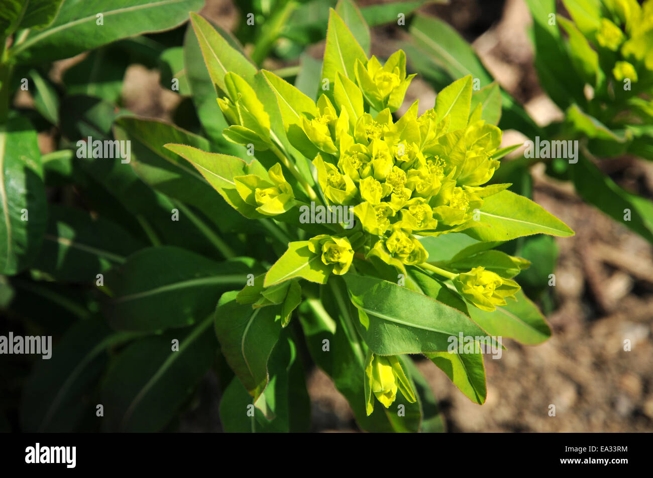 Euphorbia villosa Stock Photo