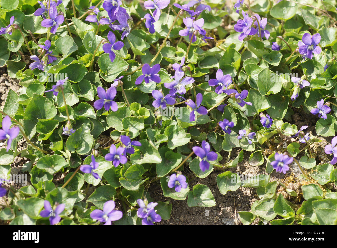 Wild violet Stock Photo