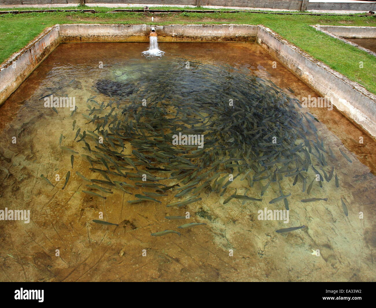 Fish hatchery, trout farm trout, char Stock Photo Alamy