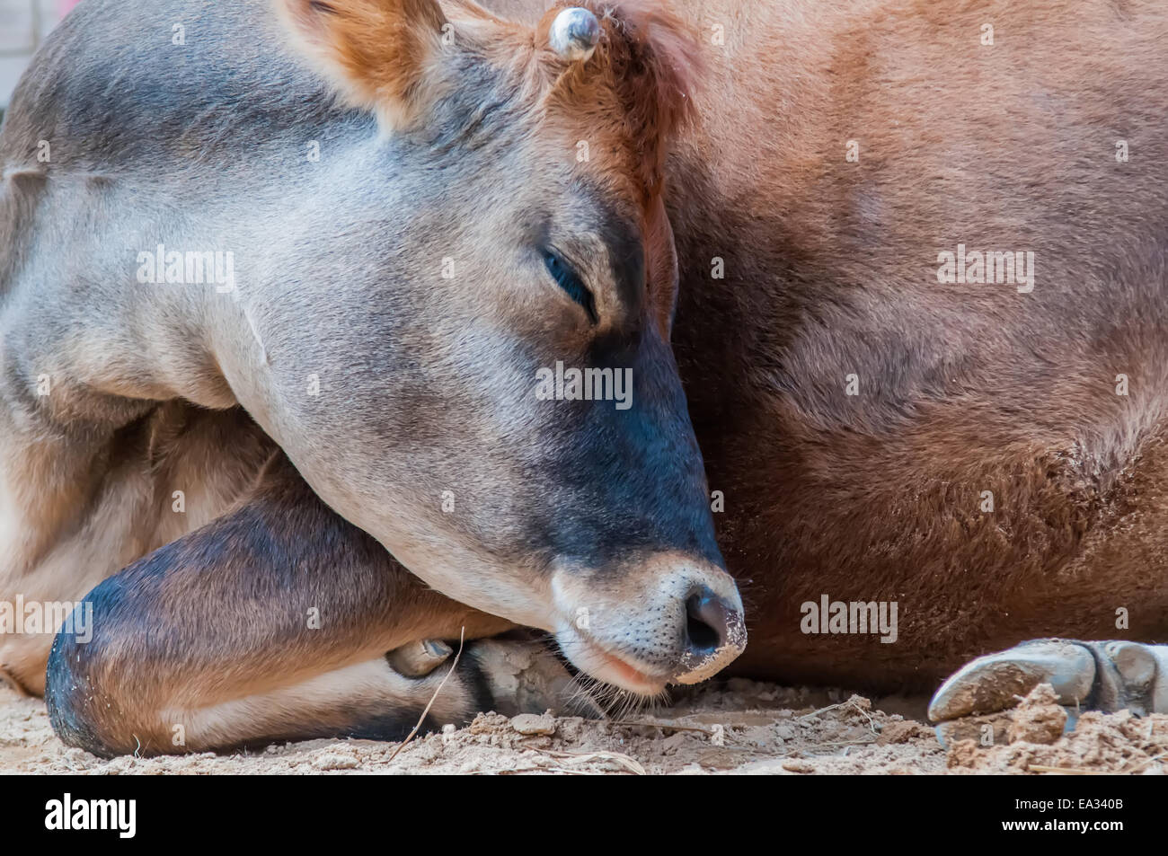 closeup of a sleeping cow at rest Stock Photo