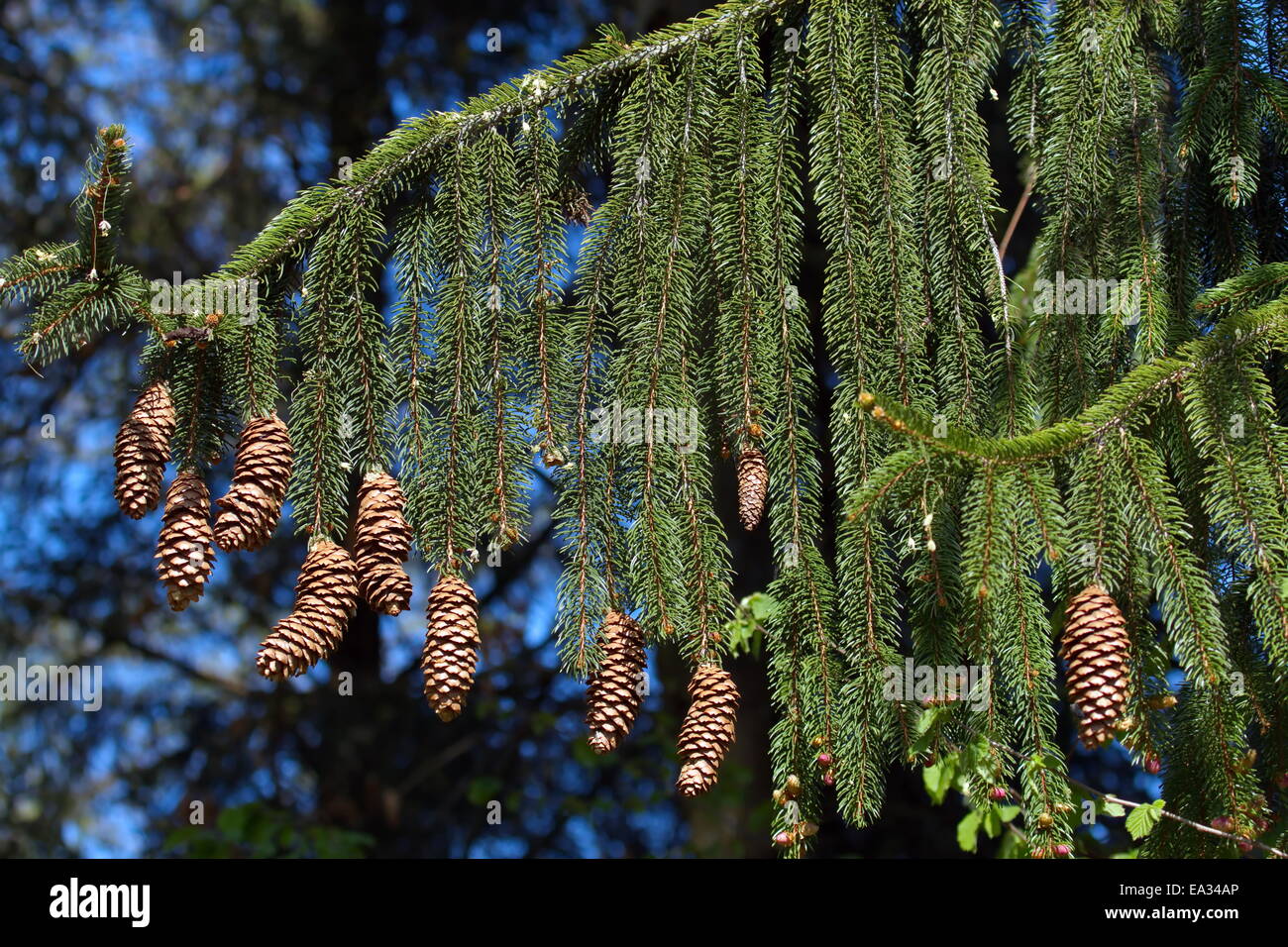 Norway spruce cones Stock Photo