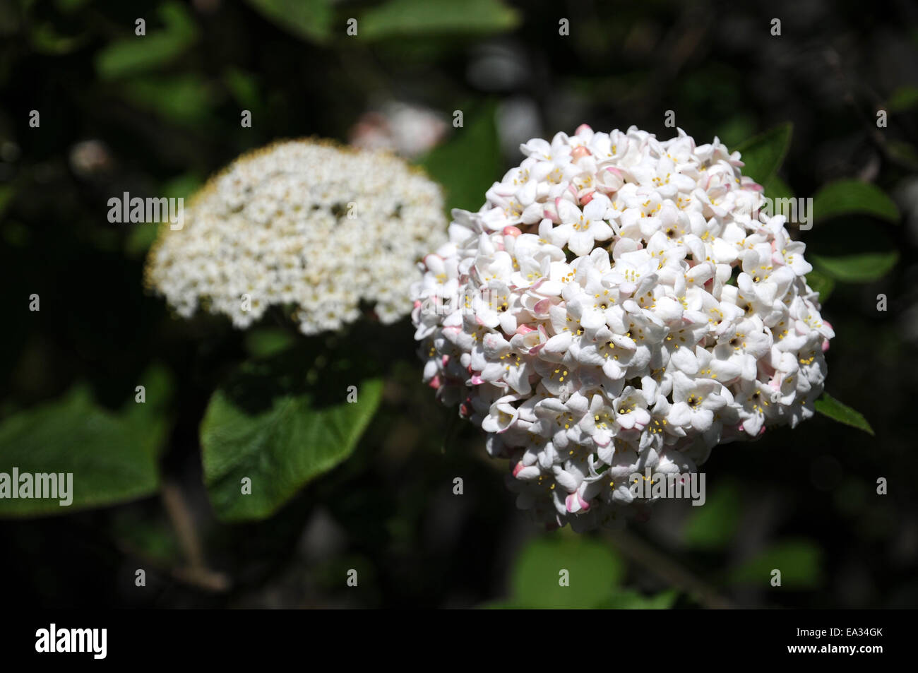 Korean spice viburnum Stock Photo Alamy