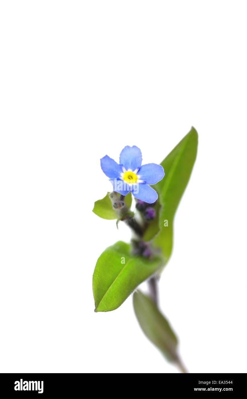forget-me-not single flower isolated on white background Stock Photo