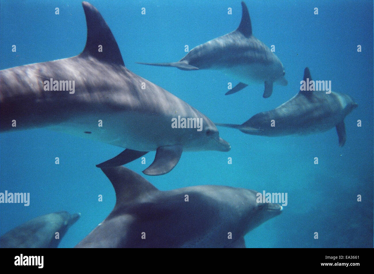 Bottlenose Dolphins Stock Photo