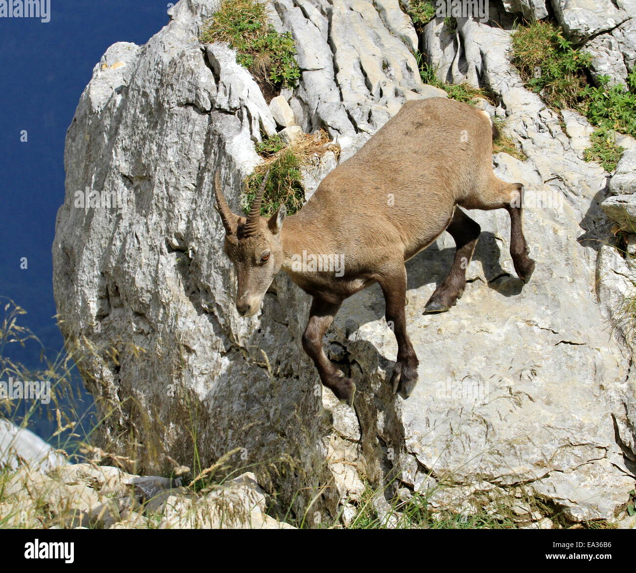 Female wild alpine ibex - steinbock portrait Stock Photo - Alamy