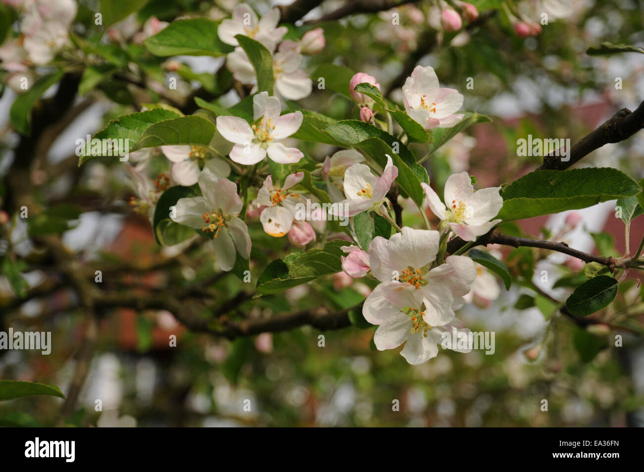 Apple blossoms Stock Photo Alamy
