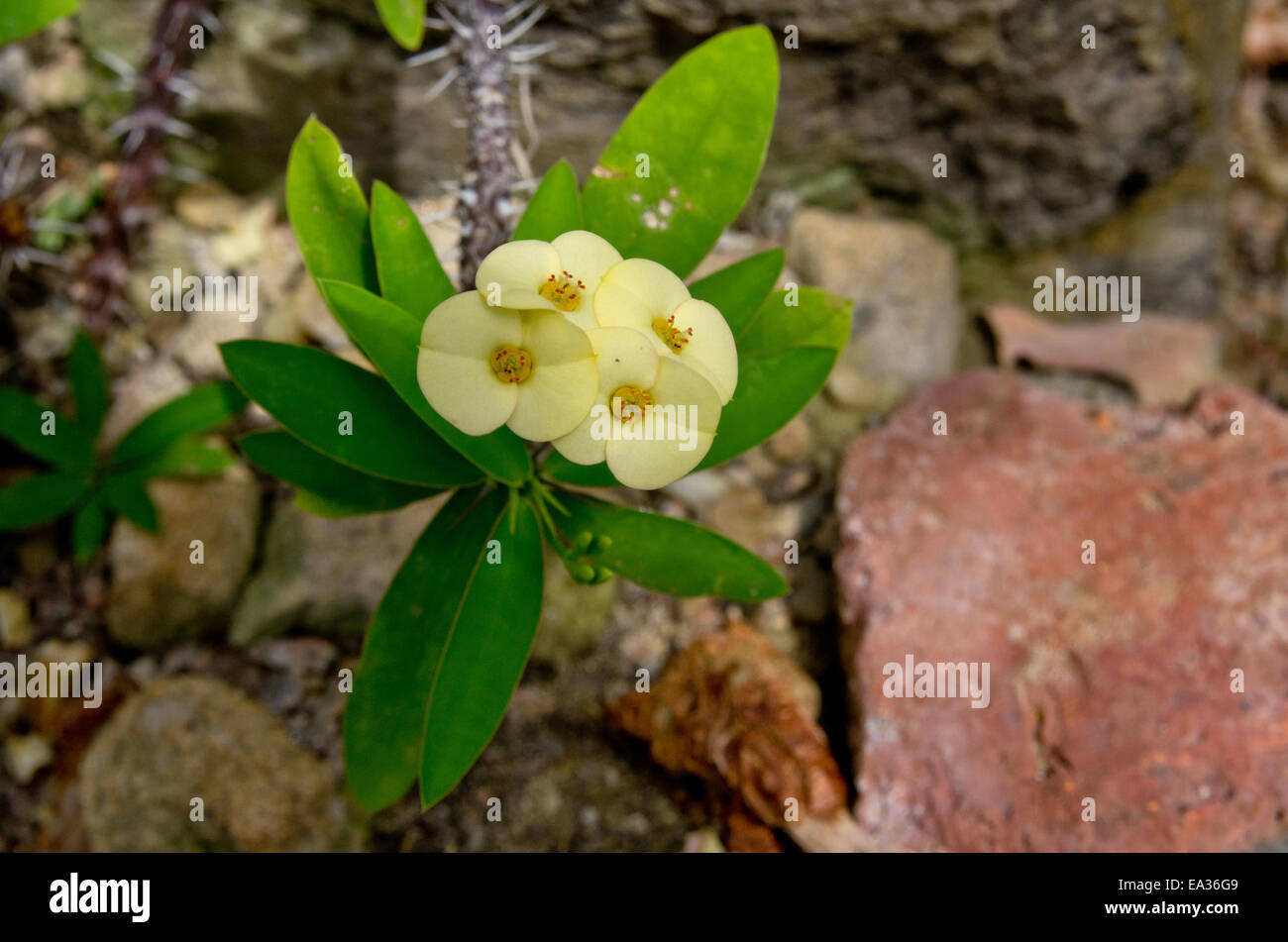 Euphorbia Milii Des Moul splendens Stock Photo