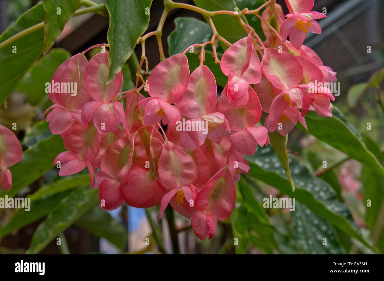 Begonia Pink Revelation Stock Photo