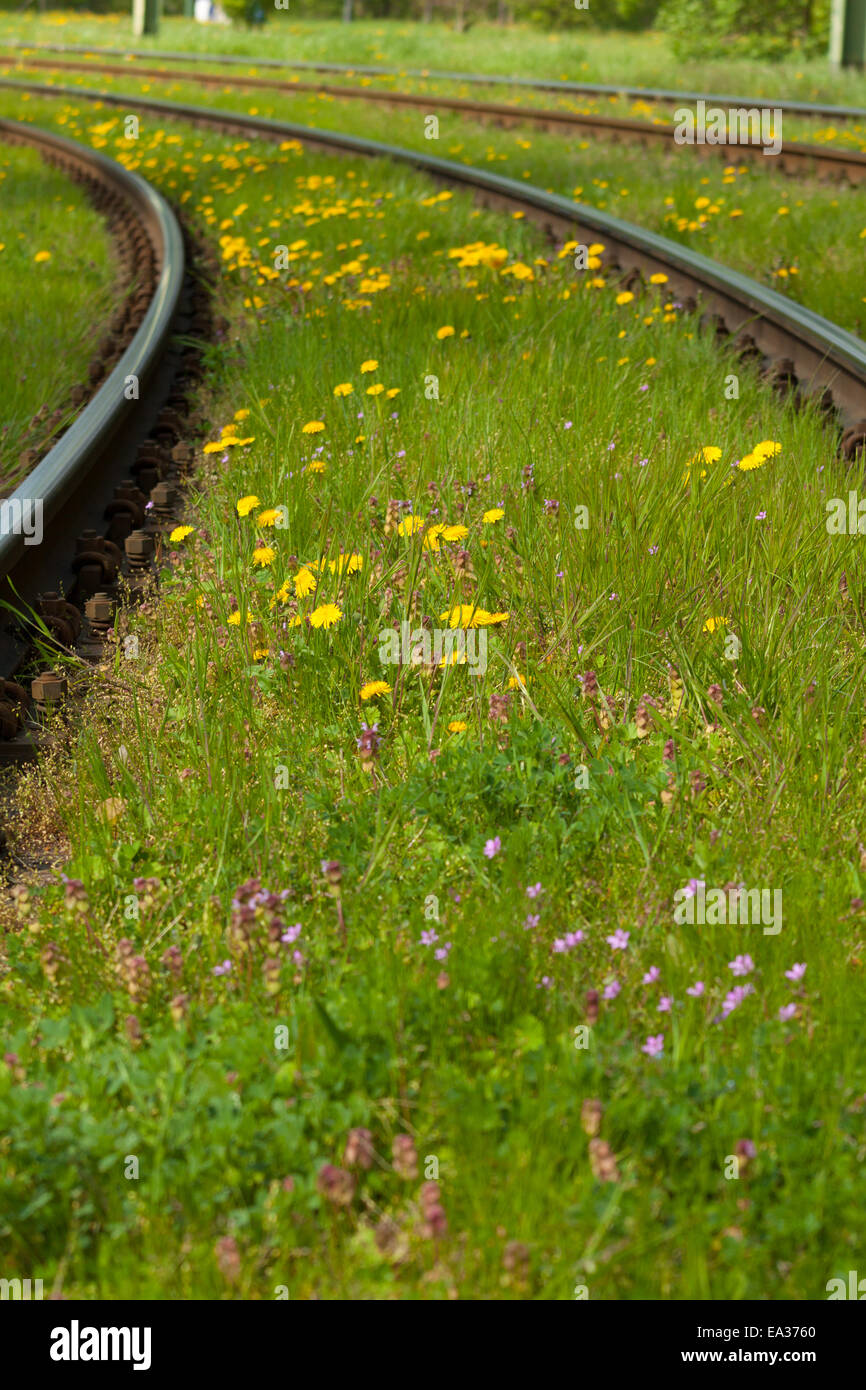 Flowers in the track Stock Photo Alamy