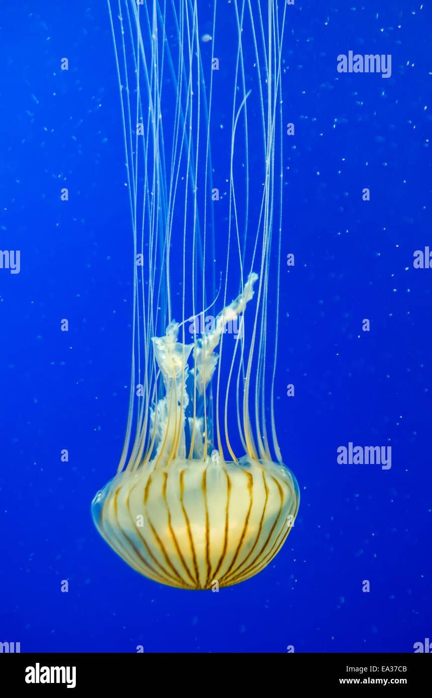 poison jellyfish with blue background Stock Photo